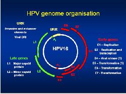 Cura del HPV HPV - tratamiento del hpv (VPH)