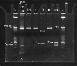 HPV TEST VPH HPV - tratamiento del hpv (VPH)
