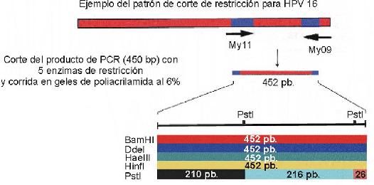 HPV o VPH HPV - tratamiento del hpv (VPH)