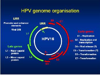 Cura del HPV HPV - tratamiento del hpv (VPH)