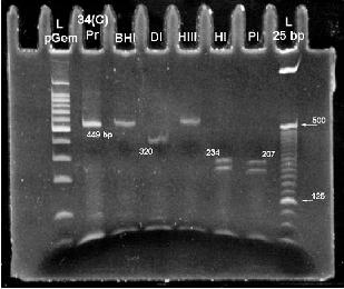 Test de ADN HPV hombres VPH HPV - tratamiento del hpv (VPH)